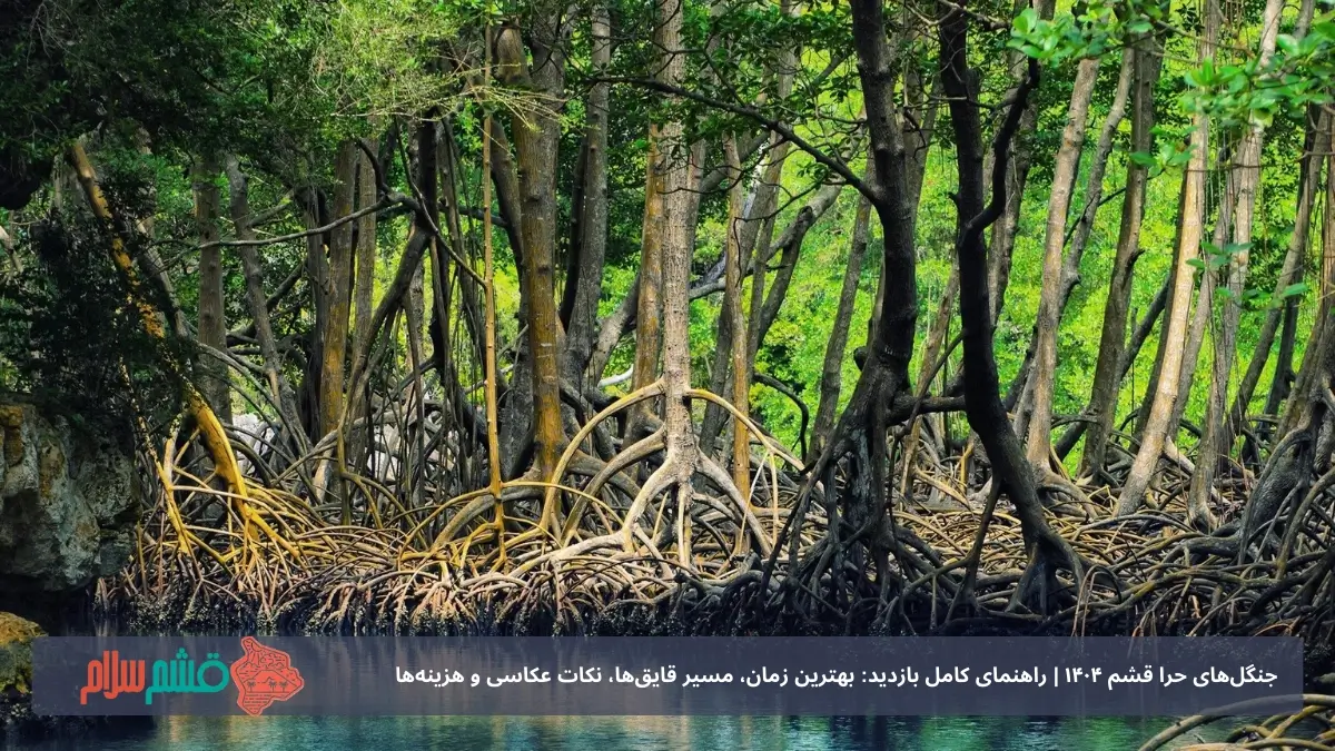 چرا جنگل حرا محبوب است؟