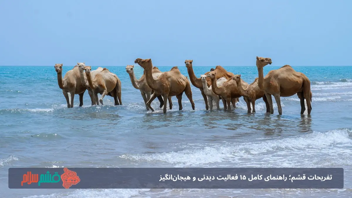 شتر سواری در قشم